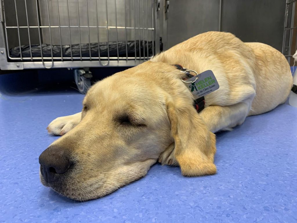 Hospital Veterinário ZooCare realiza castração gratuita em animais da  Escola de Cães Guias Helen Keller - Uniavan - VENHA PARA A INSTITUIÇÃO NOTA  MÁXIMA NO MEC